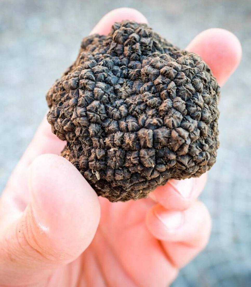 Tartufo-Miranda-Molise-Borgo-del-Tartufo-Tommaso-Labella