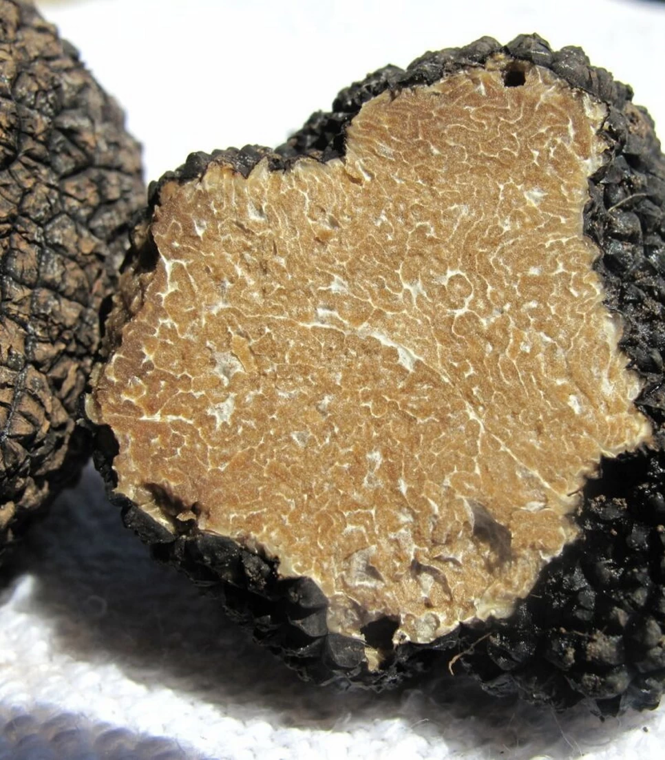 Tratufo-Spaccato-Miranda-Molise-Borgo-del-Tartufo-Tommaso-Labella